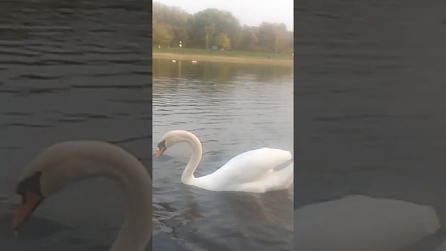 Армавир пляж смотреть онлайн