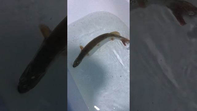 2 часа без воды щука живи!!!!! смотреть онлайн