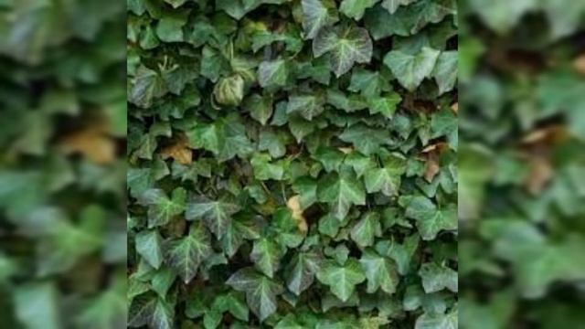 Duvar sarmaşığı (Hedera helix) смотреть онлайн