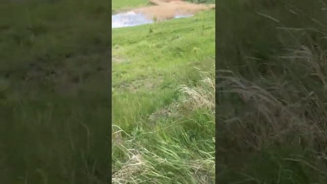 Мы идём на гусиный пруд смотреть онлайн