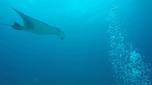 Diving with 4 Mantas Ray in Maldives Coral Hills смотреть онлайн