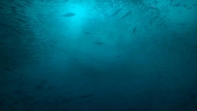Prehistoric Planet 2 [2023] - Tuarangisaurus Screen Time смотреть онлайн
