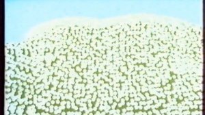 Реклама Lenor С экстрактом хлопка 2008 (1) (RU)