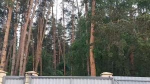 ВЕДЬМА ДАРИТ НОВУЮ ЖИЗНЬ... ВЕДЬМИНА ИЗБА. ️ ИНГИ ХОСРОЕВОЙ.