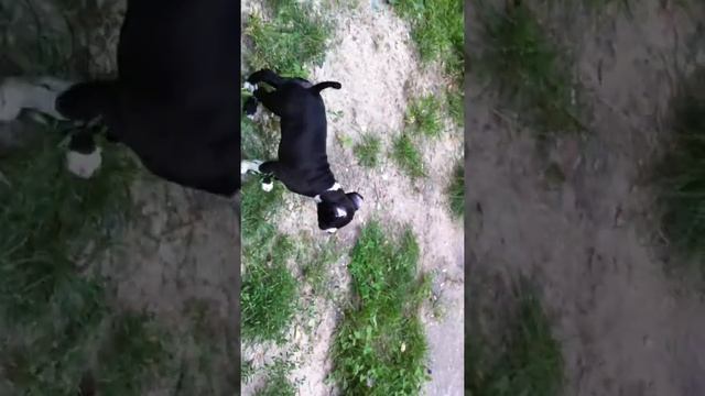 Питомник FCI - КСУ "SOUL OF GRYFFINDOR" смотреть онлайн