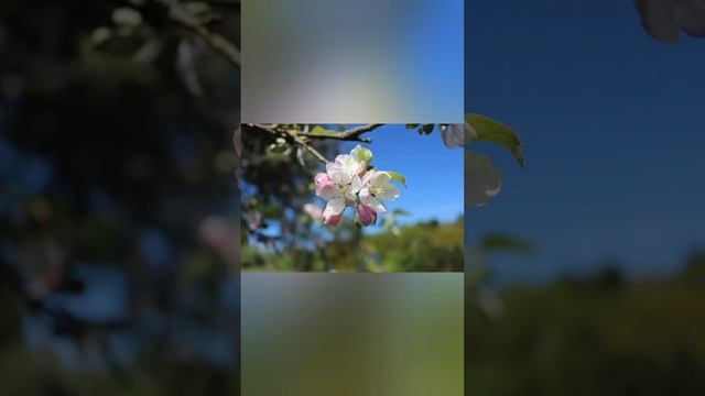 В энергиях..🪄..ЯБЛОНЕВОГО ЦВЕТА.. смотреть онлайн