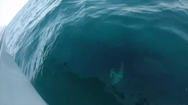 Bull Shark In Destin смотреть онлайн