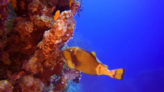 Brayka Bay/ Marsa Alam, Ägypten 2018