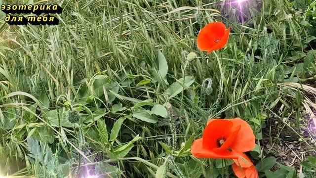 Сегодня 6 мая финансовый день, сделайте это для роста прибыли. Карта Таро. Лунный календарь смотреть онлайн