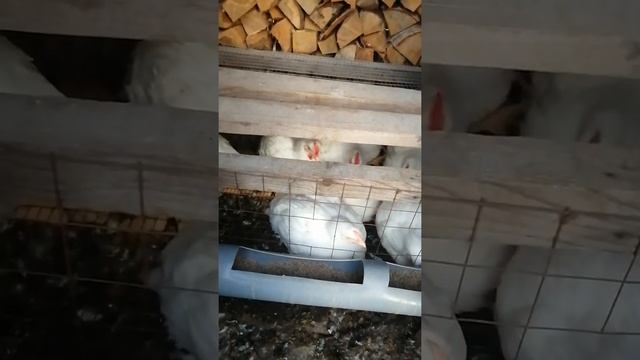 Бройлеры 50 дней смотреть онлайн