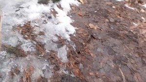 обкатка Урала и Шишиги