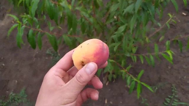 сорт персика "Санрайз" смотреть онлайн