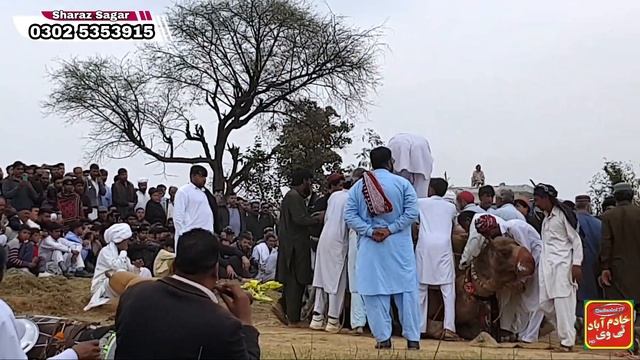 Ch Zulfqar bhoto Camel fail in Surakhi | Weight 36 man 10 KG | Big Mela | Camel Weightlefting AJK | смотреть онлайн