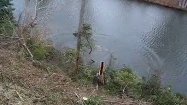 Lumber Man.... смотреть онлайн