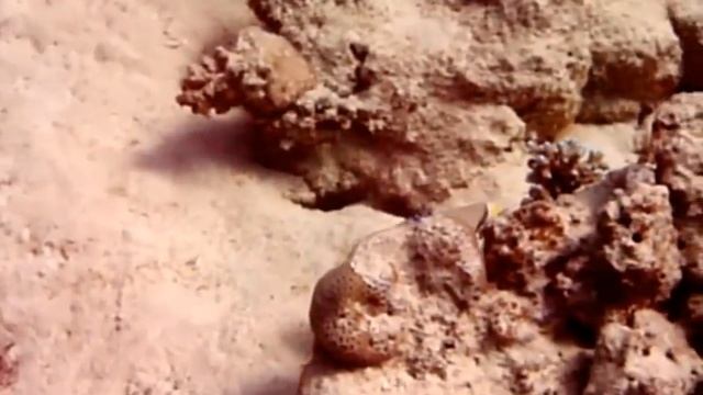 20130410 - Immersione Marsa Alam Gorgonia Beach Club