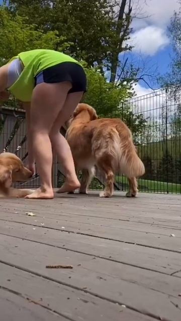 DOG 138 #shorts смотреть онлайн
