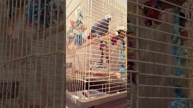 ГОВОРЯЩИЙ ЖАКО РИКО смотреть онлайн