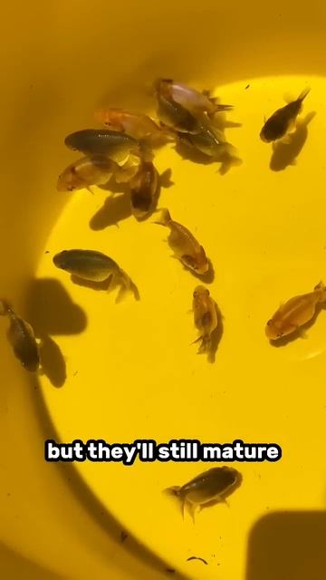 This Goldfish’s Growth Is STUNTED