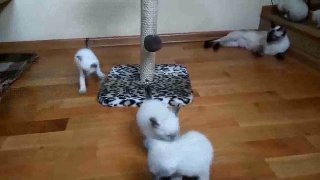 Thai kittens from Cattery "Gamlet" - 1` months смотреть онлайн