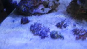 Избавиться от планарий в морском аквариуме. How to get rid of planaria in a marine aquarium, flat:X