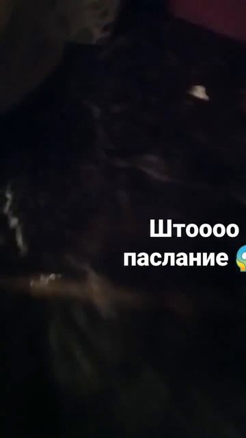 кошка пишет послание😱 смотреть онлайн