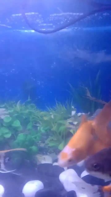 Popular Fish  13.01.2023