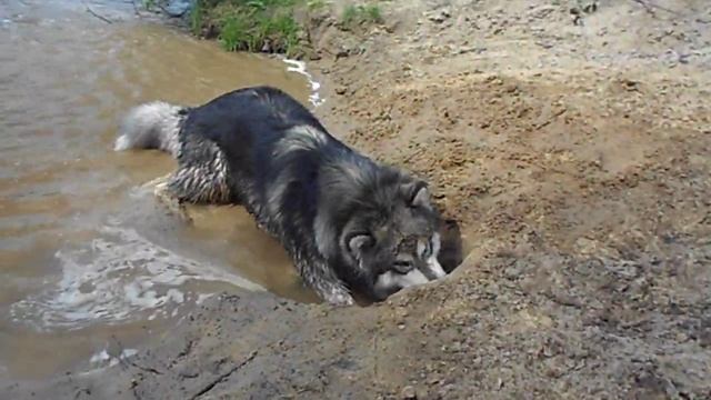 Копалки) смотреть онлайн
