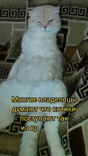 У меня с Теслой было так...🙀 смотреть онлайн