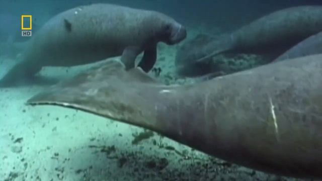 Prehistoric Predators - Ep 4 Megalodon (2009)