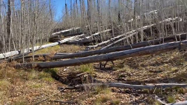 Arizona Shed Hunting 2022: Late Season Shed Antlers смотреть онлайн