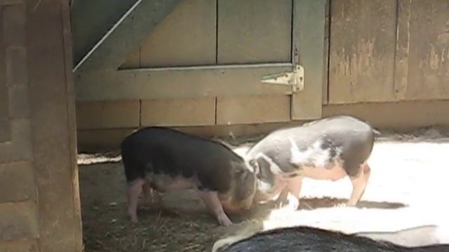 Two piglets fighting at the zoo смотреть онлайн