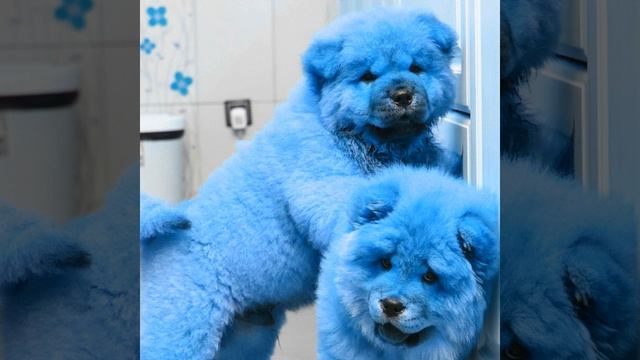 Jazz Organ Soundtrack for Family Puppy смотреть онлайн