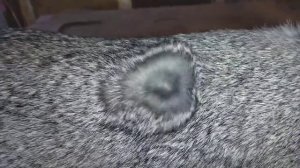 Советская шиншилла панон