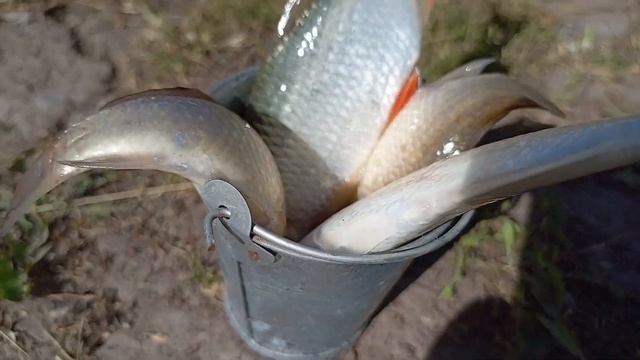 В НОВОЛУНИЕ ЛОВИТСЯ ДАЖЕ ЛУЧШЕ смотреть онлайн