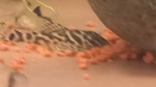 подросток L066 гипанциструс Королевский тигр смотреть онлайн