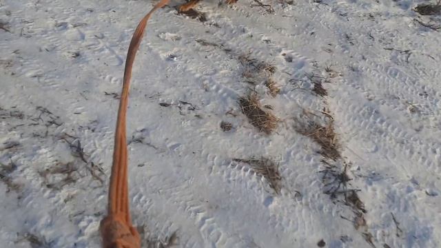 30.012023 г. Кинологи в приюте для бездомных животных "Лисёна" смотреть онлайн