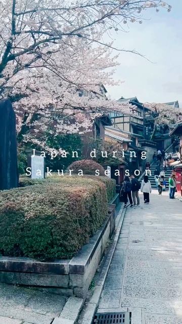 Sakura season 2023❤️🙂😍#japan #sakura #sakura2023 #tokyo #kyoto #cherryblossom смотреть онлайн