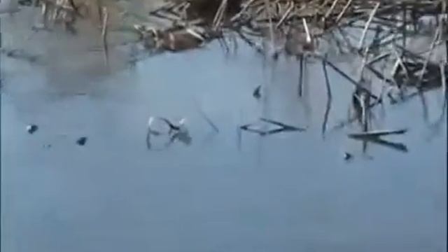 Рыбная ловля сазана смотреть онлайн