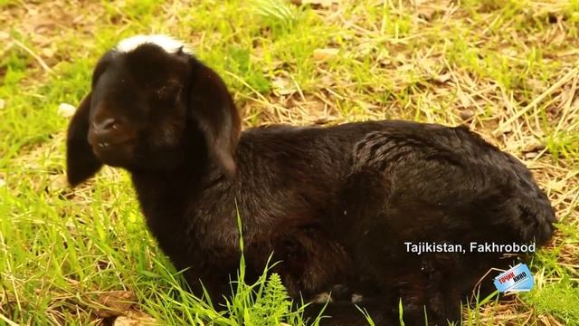 Тоҷикистон - Фахробод ( Tajikistan, Fakhrobod ) смотреть онлайн