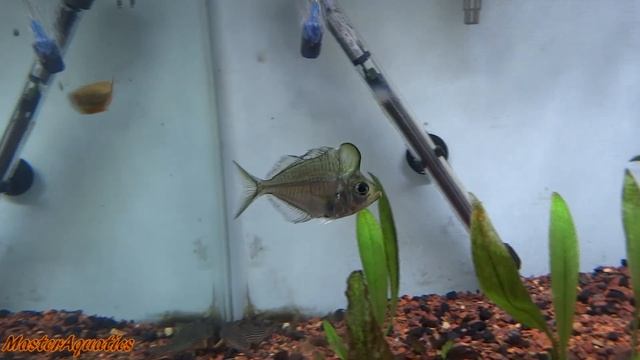I got some rare hump fish. one of a kind. смотреть онлайн