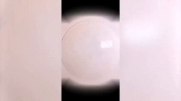 Милый😍 Енот🦝 танцует🕺 1 час🕐 под песню "Педро"🎶!!!😎😎