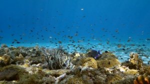 Расслабляющая музыка. Подводный мир #3