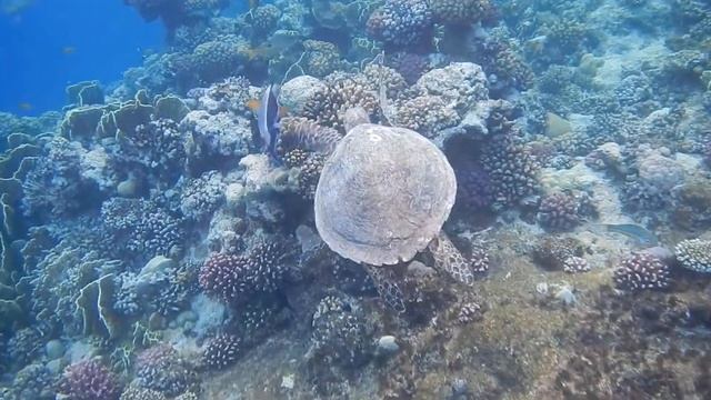 Morning walk with the Byssa turtle on the northern reef! Iberotel Costa Mares! 2021 смотреть онлайн