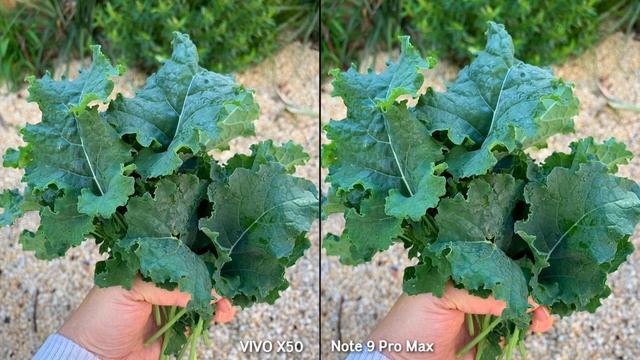 VIVO X50 VS Redmi Note 9 Pro Max Camera Comparison смотреть онлайн