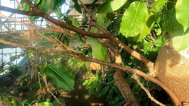 GREEN PLANET DUBAI -MY FIRST TIME TO SEE SLOTHS  #citywalk