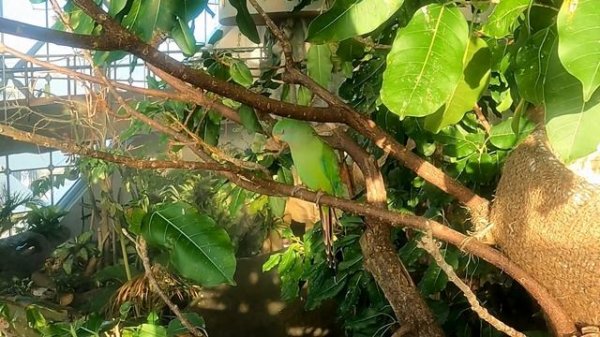 GREEN PLANET DUBAI -MY FIRST TIME TO SEE SLOTHS #citywalk