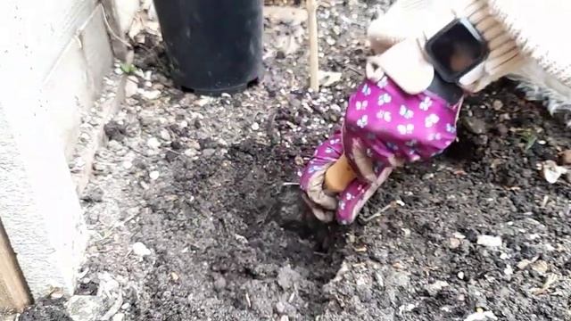 Planting Hope 🤍 Welcoming Spring & Planting a 'Gloriana' Climbing Rose in the Garden 🤍 Relaxing 🤍 смотреть онлайн