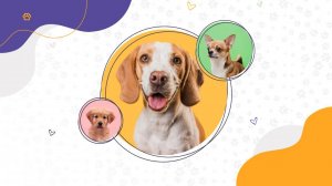 «Отдам в добрые руки» — шаблоны слайд-шоу