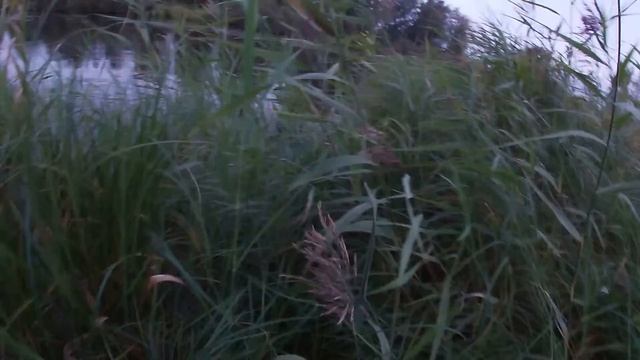 ЕСТ ли щука НОЧЬЮ? Ловля щуки на спиннинг. Зрелищная рыбалка. Рыбалка на микроречке. рыбалка2020. смотреть онлайн