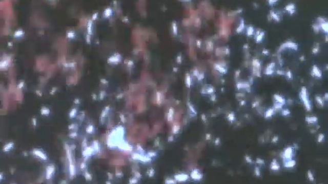 Angel Links - Creditless Ending - True Moon смотреть онлайн